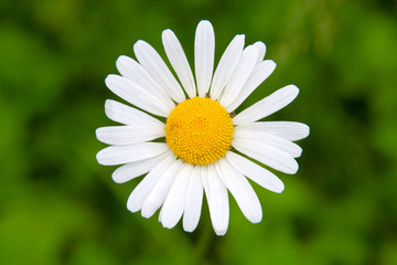 Obraz premium Close up of chamomile flower