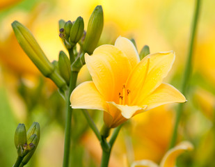 Beautiful hemerocallis, yellow flower