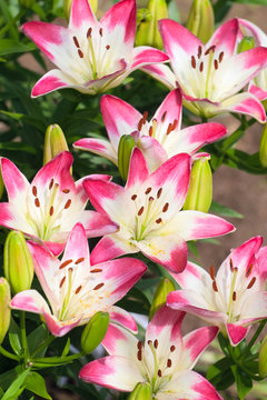 Fototapeta Beautiful hemerocallis, pink flowers