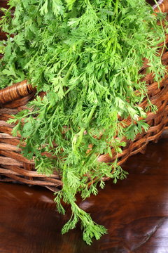 organic fresh cilantro on basket