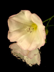 Fototapeta na wymiar light pink flower