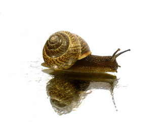 snail