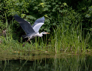 Bosherton Lily Ponds