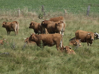 Vacas en Fuentesauco (Zamora)