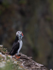 Skomer Island