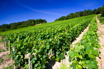 Fototapeta na wymiar paysage viticole