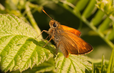 Skipper butterfly in woodland glade