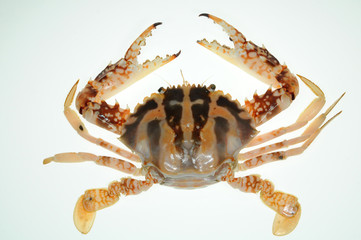 Fototapeta na wymiar Live Flower Crab On White background