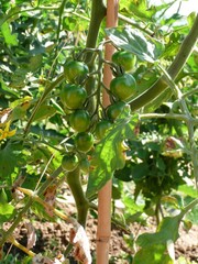 Gardening : grow tomatoes