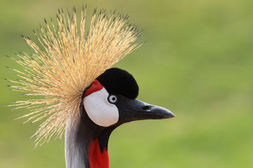 Fototapeta premium a portrait of the african crowned crane