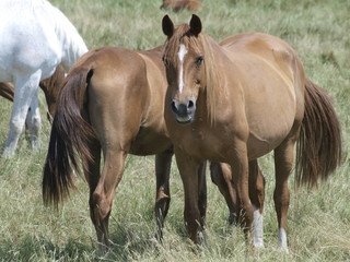 Obraz premium Caballos en Fuentesauco (Zamora)