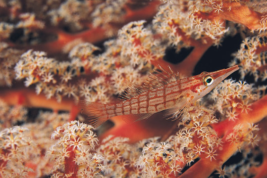 Nasenfisch Bilder Durchsuchen 1,092 Archivfotos, und