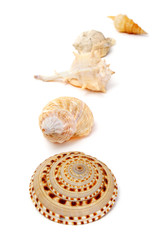 seashells