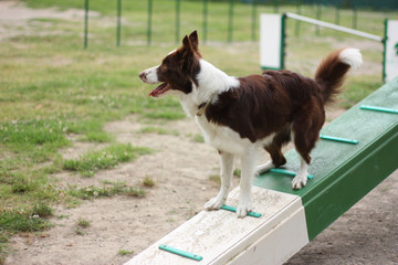 Agility Dog
