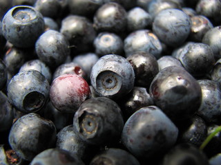 Ягода черника.