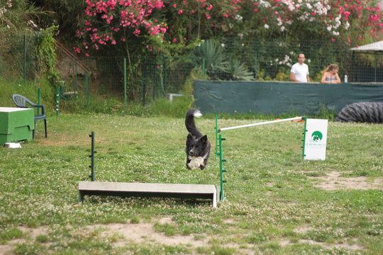 Agility Dog