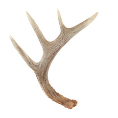 Obraz premium Side View of Whitetail Deer Antlers
