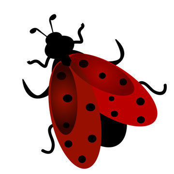 Ladybug, vector