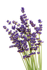 Naklejka premium Lavender