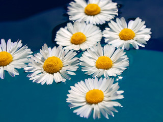 Fototapeta premium Daisies in water