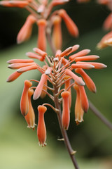 Bl&uuml;tenstand einer Gasteria