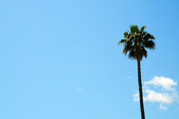 Fototapeta premium Palme und blauer Himmel