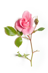 Pink rose