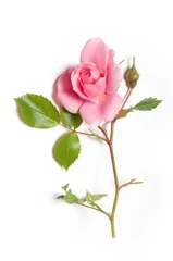 Crédence de cuisine en verre imprimé Roses Pink rose