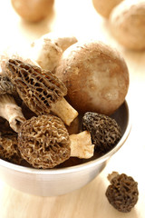 morilles et champignons rosés 