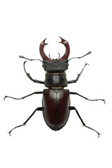 Crawling  male stag beetle (Lucanus cervus)