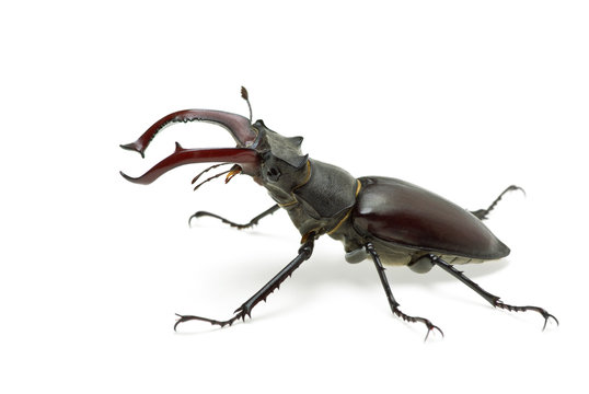 Crawling  male stag beetle (Lucanus cervus)