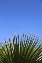 Palmwedel