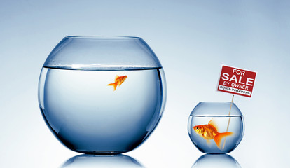Fish in an aquarium