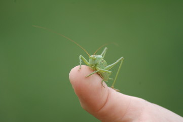 Grashüpfer