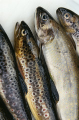truite sauvage et saumon de fontaine