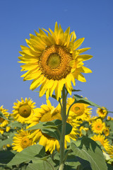 Fototapeta premium sunflower against bright blue summer sky
