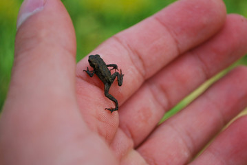 Tiny froglet