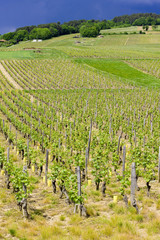 Fototapeta na wymiar vineyards of Côte Mâconnais region near Igé, Burgundy, France