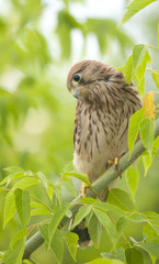 falcon on the tree