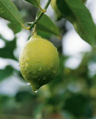 Fototapeta premium citron sur l'arbre