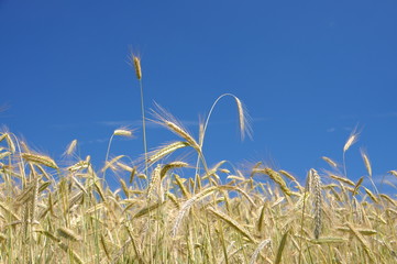 Feld im Wind