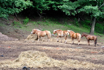 Horses Grazing