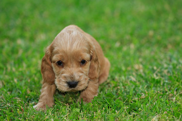 cucciolo di cocker spaniel