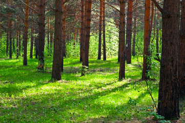 green forest