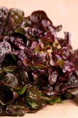 salade feuille de ch&ecirc;ne