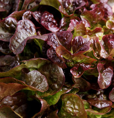 salade feuille de chêne