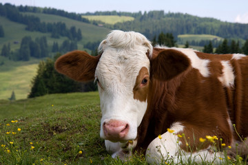 Fototapeta na wymiar Pastwiska krowa z Dolomitów