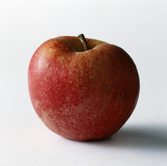 pomme belle de boskoop