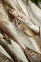 Poissons merlan