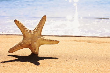 starfish on the beach